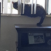 Millie is registered to the contest to win money with this photo: cat, black_cat, window, vertical_blinds, windowsill, indoor, furniture, shelf, picture_frame, photograph, pet, tail, paws, gaze, curiosity, daylight, home_interior, cozy, silhouette, living_room