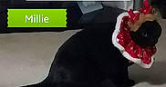 Millie is registered to the contest to win money with this photo: black_cat, cat, pet, animal, indoor, carpet, christmas, holiday, reindeer_antlers, costume, festive, decorations, text_overlay, name_tag, floor, mammal, cute, domestic_cat, posing, holiday_season