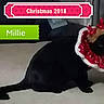 black_cat, cat, pet, animal, indoor, carpet, christmas, holiday, reindeer_antlers, costume, festive, decorations, text_overlay, name_tag, floor, mammal, cute, domestic_cat, posing, holiday_season