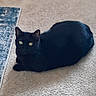 Millie is registered to the contest to win money with this photo: black_cat, cat, yellow_eyes, carpet, indoor, pet, animal, feline, resting, floor, cozy, rug, domestic_cat, looking, cute, mammal, whiskers, ears, fur, quiet