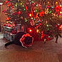 black_cat, carpet, cat_collar, christmas_lights, christmas_ornaments, christmas_tree, cozy, decorative_lights, festive, gift_boxes, holiday_decor, holiday_spirit, home, indoor, ornament_balls, pet, red_bow, seasonal, tree_skirt, wrapped_presents