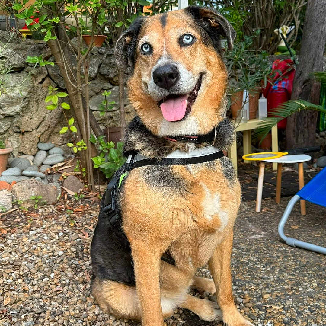 Luna a rejoint le concours — aidez-le/la à gagner de superbes lots ! blue_eyes, canine, chair, collar, dog, fur, garden, happy, harness, leaves, nature, outdoor, pebbles, pet, plants, rocks, sitting, table, tongue_out, tree