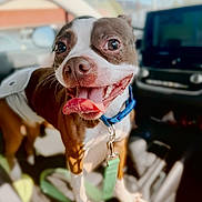 Hudson is registered to the contest to win money with this photo: dog, brown, white, tongue_out, collar, leash, car_interior, happy, pet, canine, closeup, sunlight, vehicle, seat, dashboard, animal, smiling, companion, domestic_animal, playful