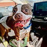 dog, brown, white, tongue_out, collar, leash, car_interior, happy, pet, canine, closeup, sunlight, vehicle, seat, dashboard, animal, smiling, companion, domestic_animal, playful