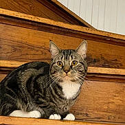 Hunter Joseph joined the competition — help win amazing prizes! cat, tabby_cat, pet, stairs, wooden_stairs, indoor, whiskers, paws, feline, portrait, closeup, yellow_eyes, stripes, white_chest, sitting, looking_at_camera, home_interior, domestic_animal, cute, animal