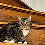 cat, tabby_cat, pet, stairs, wooden_stairs, indoor, whiskers, paws, feline, portrait, closeup, yellow_eyes, stripes, white_chest, sitting, looking_at_camera, home_interior, domestic_animal, cute, animal