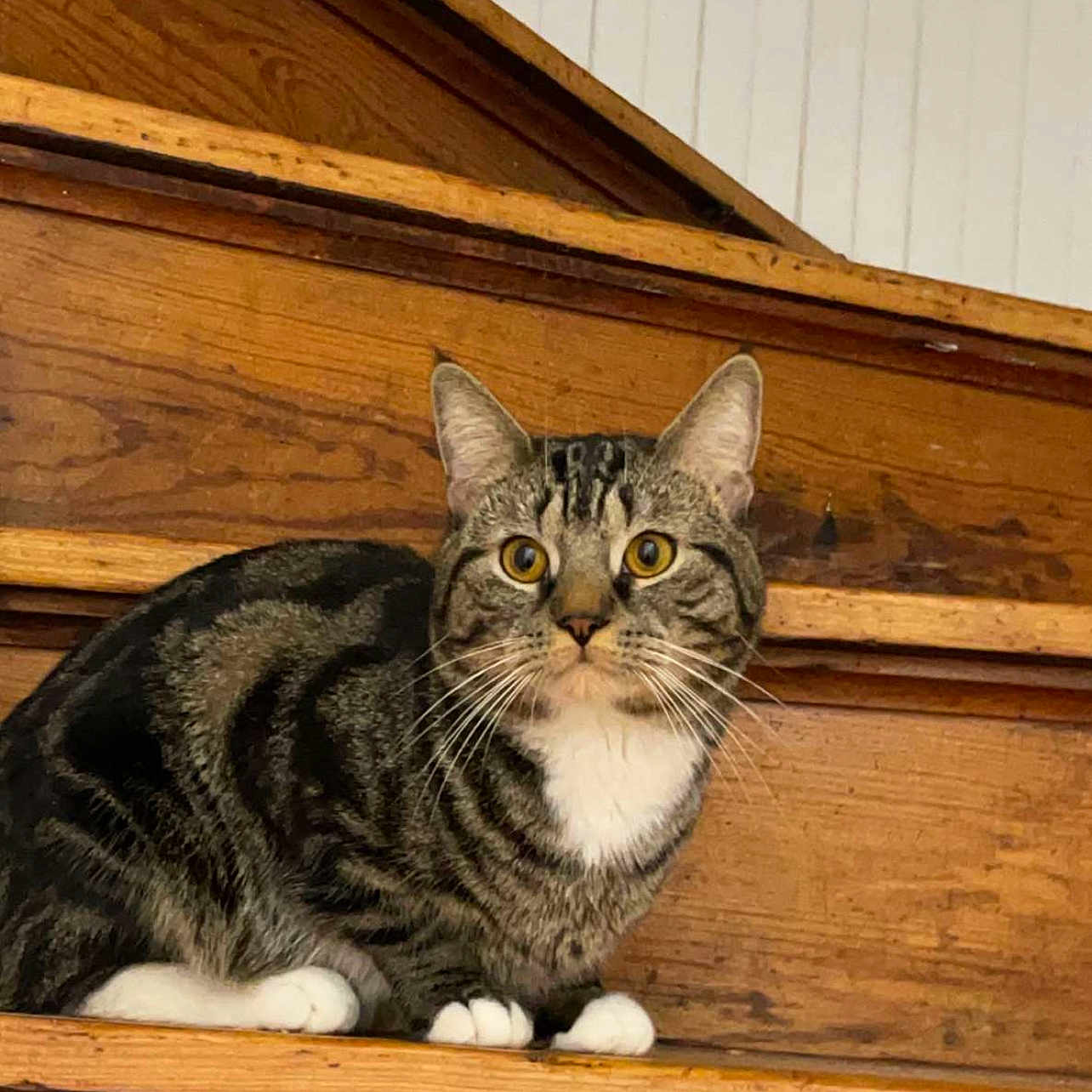 Hunter Joseph joined the competition — help win amazing prizes! animal, cat, closeup, cute, domestic_animal, feline, home_interior, indoor, looking_at_camera, paws, pet, portrait, sitting, stairs, stripes, tabby_cat, whiskers, white_chest, wooden_stairs, yellow_eyes