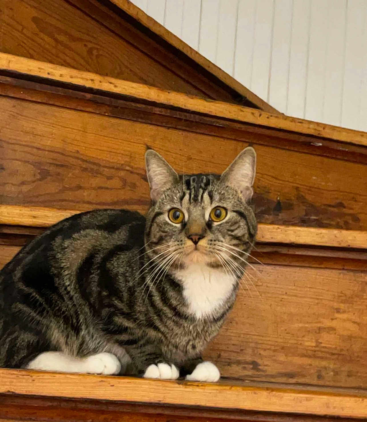 Hunter Joseph joined the competition — help win amazing prizes! cat, tabby_cat, pet, stairs, wooden_stairs, indoor, whiskers, paws, feline, portrait, closeup, yellow_eyes, stripes, white_chest, sitting, looking_at_camera, home_interior, domestic_animal, cute, animal