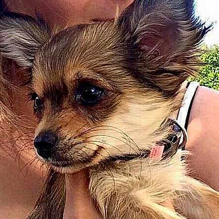 Lou