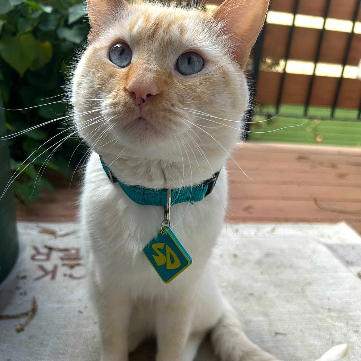 Pino joined the competition — help win amazing prizes! abyssinian, accessories, animal, cat, collar, formalwear, harness, kitten, leash, manx, pet, plywood, siamese, slate, strap, tie, wood