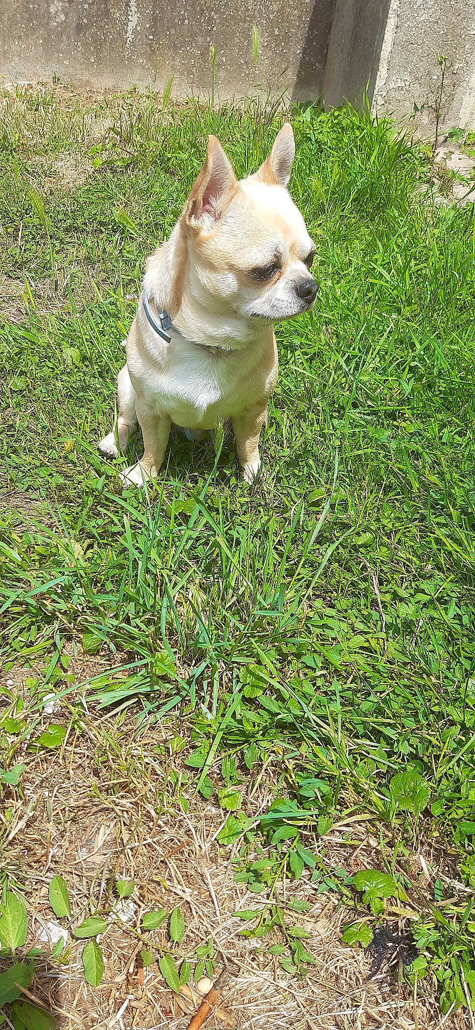 Noa participe au concours pour gagner de l'argent avec cette photo : canidae, carnivore, companion_dog, dog, dog_breed, dog_clothes, dog_collar, dog_supply, fawn, grass, grassland, groundcover, plant, puppy, snout, sporting_group, tail, terrestrial_animal, toy_dog, working_animal