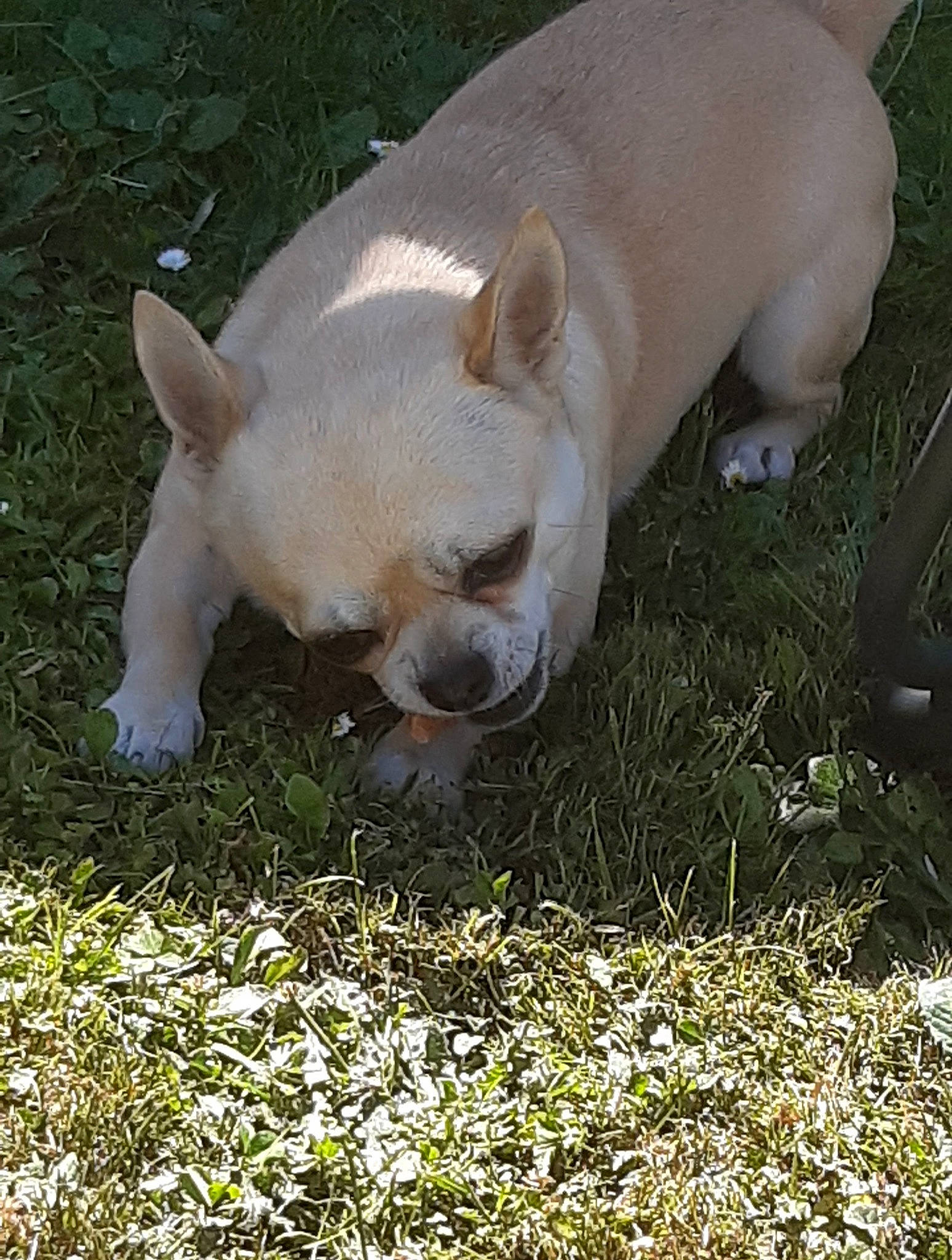 Noa a rejoint le concours — aidez-le/la à gagner de superbes lots ! canidae, carnivore, companion_dog, dog, dog_breed, fawn, grass, grassland, groundcover, molosser, non_sporting_group, pasture, plant, snout, sporting_group, suidae, tail, terrestrial_animal, whiskers, wildlife