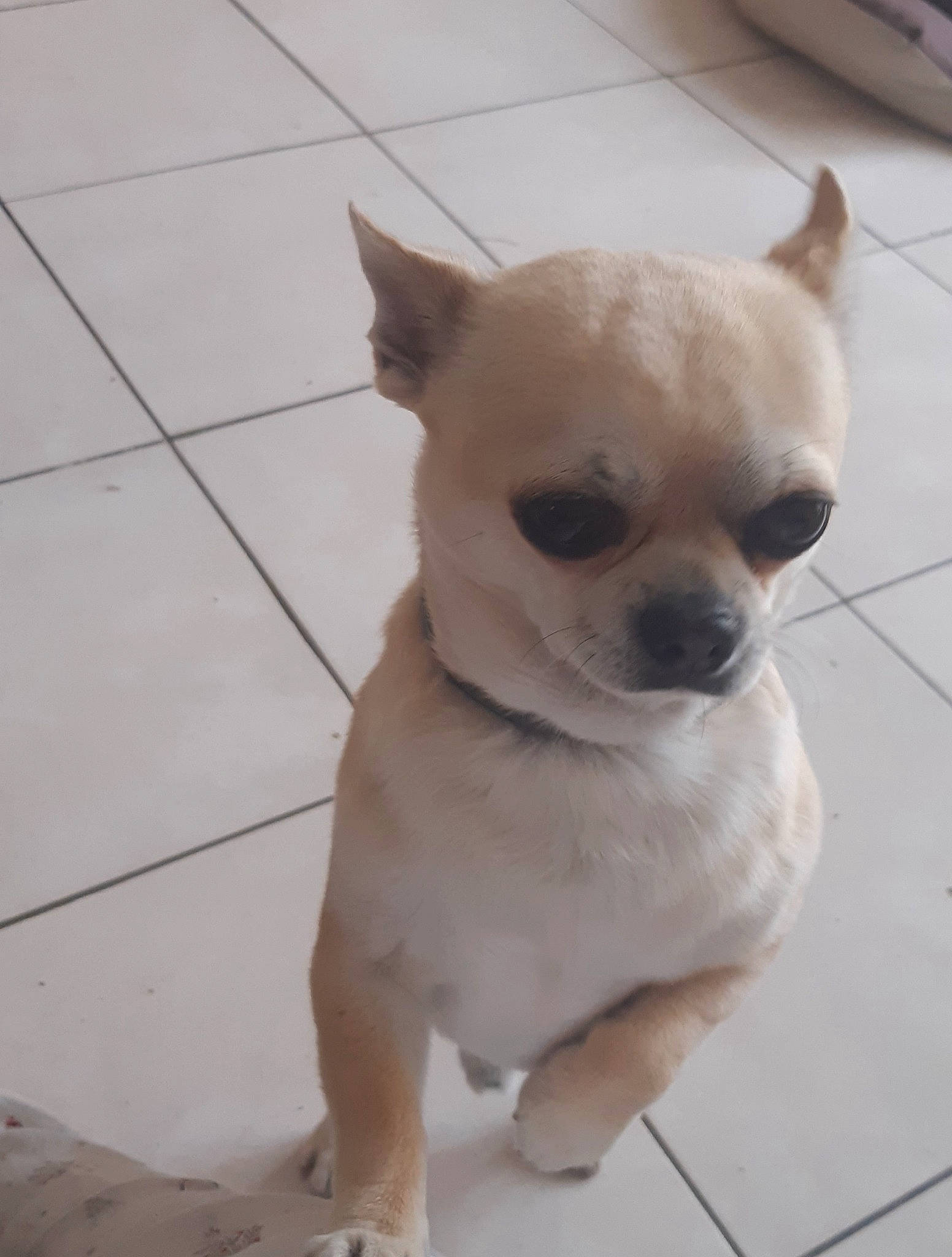 Noa participe au concours pour gagner de l'argent avec cette photo : ancient_dog_breeds, canidae, carnivore, companion_dog, dog, dog_breed, dog_supply, ear, fawn, flooring, fur, non_sporting_group, snout, sporting_group, tail, terrestrial_animal, tile_flooring, toy_dog, whiskers, working_animal