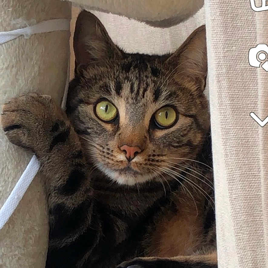 Moka a rejoint le concours — aidez-le/la à gagner de superbes lots ! abyssinian, angora, animal, blanket, canine, cat, chair, couch, cushion, den, dog, egyptiancat, furniture, homedecor, kitten, linen, manx, person, pet, sleeping