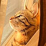 abyssinian, animal, cat, egyptiancat, kitten, manx, person, pet, sleeping, window, windowsill