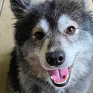 Mekio joined the competition — help win amazing prizes! dog, canine, pet, animal, smiling, tongue_out, fluffy, fur, ears, eyes, wooden_floor, brown_eyes, happy, close_up, portrait, domestic_animal, outdoor, friendly, cute, looking_up