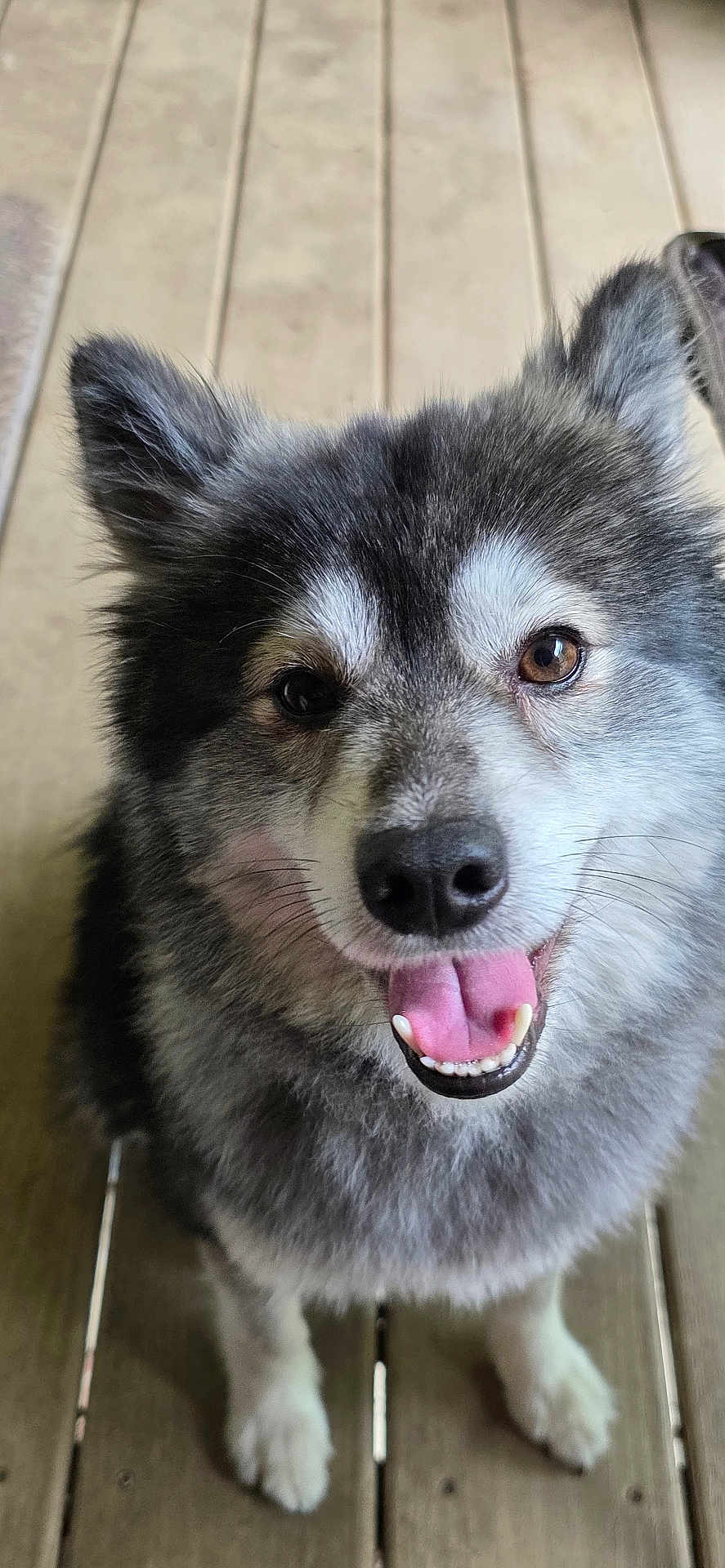 Mekio joined the competition — help win amazing prizes! dog, canine, pet, animal, smiling, tongue_out, fluffy, fur, ears, eyes, wooden_floor, brown_eyes, happy, close_up, portrait, domestic_animal, outdoor, friendly, cute, looking_up