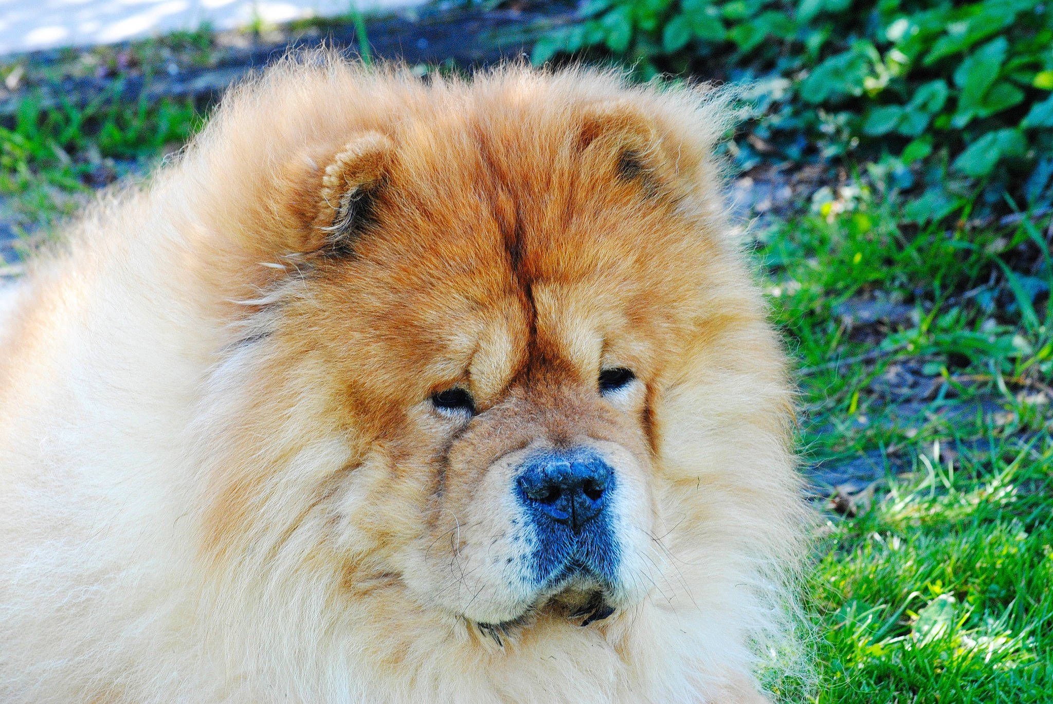 Junko participe au concours pour gagner de l'argent avec cette photo : canidae, carnivore, chow_chow, companion_dog, dog, dog_breed, eye, fawn, fur, grass, iris, plant, smile, snout, sporting_group, terrestrial_animal, tree, whiskers, wildlife, working_animal