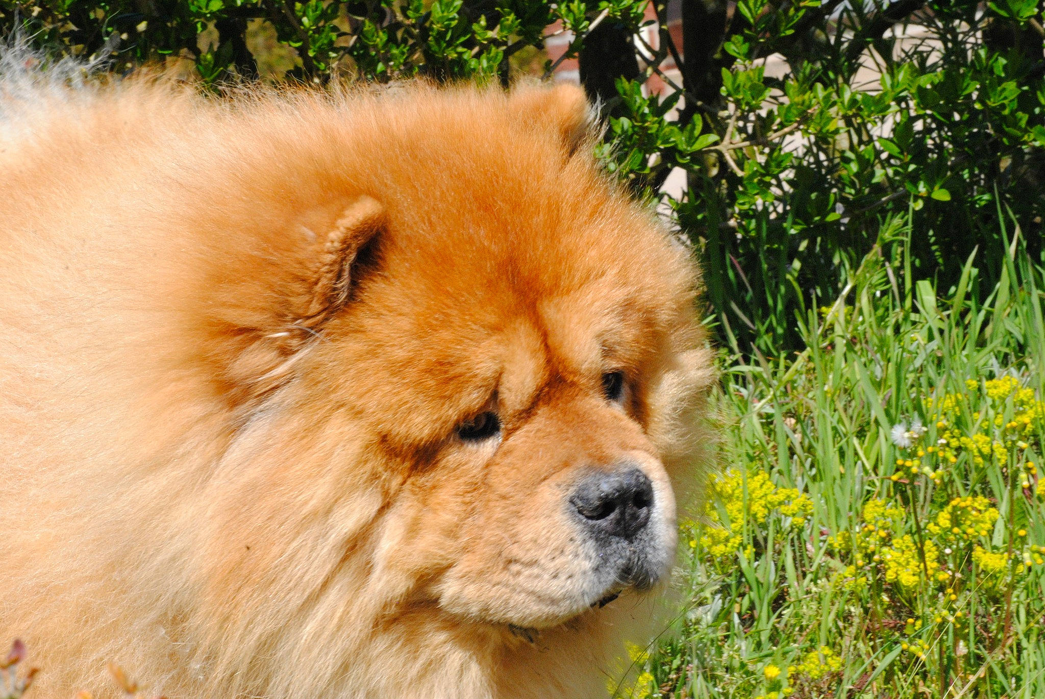 Junko a rejoint le concours — aidez-le/la à gagner de superbes lots ! canidae, carnivore, chow_chow, companion_dog, dog, dog_breed, fawn, flower, fur, grass, herbaceous_plant, plant, smile, snout, sporting_group, terrestrial_animal, tree, whiskers, wildlife, working_animal