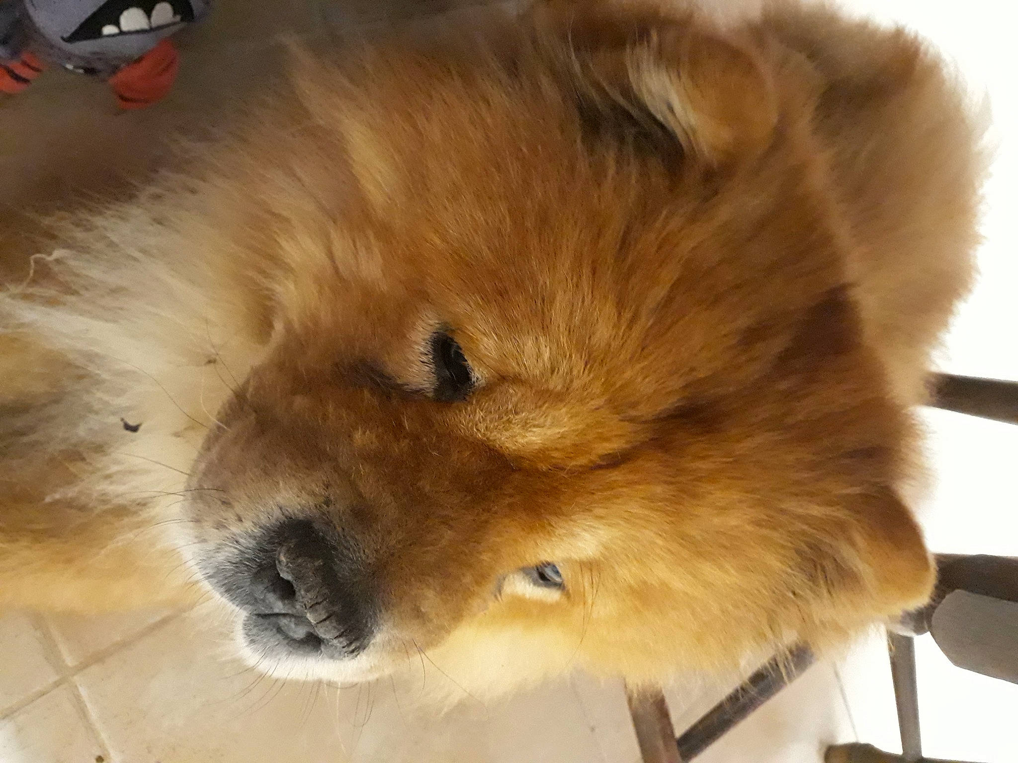 Junko participe au concours pour gagner de l'argent avec cette photo : ancient_dog_breeds, canidae, carnivore, chow_chow, companion_dog, dog, dog_breed, fawn, fur, german_spitz, german_spitz_klein, german_spitz_mittel, giant_dog_breed, snout, spitz, sporting_group, toy_dog, volpino_italiano, whiskers, working_animal