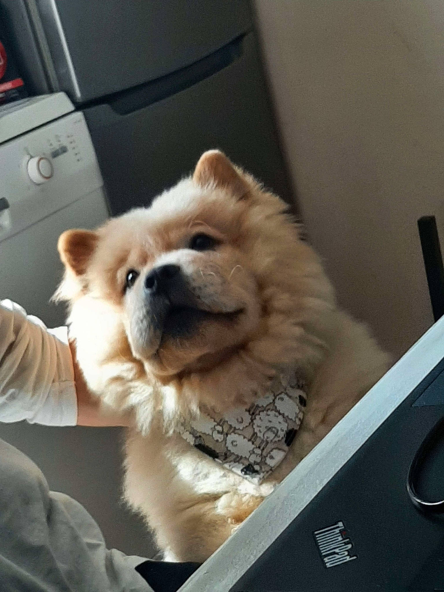 Umi a rejoint le concours — aidez-le/la à gagner de superbes lots ! automotive_design, automotive_exterior, carnivore, comfort, companion_dog, dog, dog_breed, door, fawn, fur, paw, personal_luxury_car, snout, spitz, vehicle_door, whiskers, windscreen_wiper, windshield, working_animal