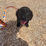 Daisy is registered to the contest to win money with this photo: animal, black_dog, cute, daylight, dog, footwear, gravel, ground, happy, leash, looking_up, outdoor, pet, playful, puppy, shadow, small_animal, standing, sunny, tongue_out