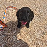 animal, black_dog, cute, daylight, dog, footwear, gravel, ground, happy, leash, looking_up, outdoor, pet, playful, puppy, shadow, small_animal, standing, sunny, tongue_out