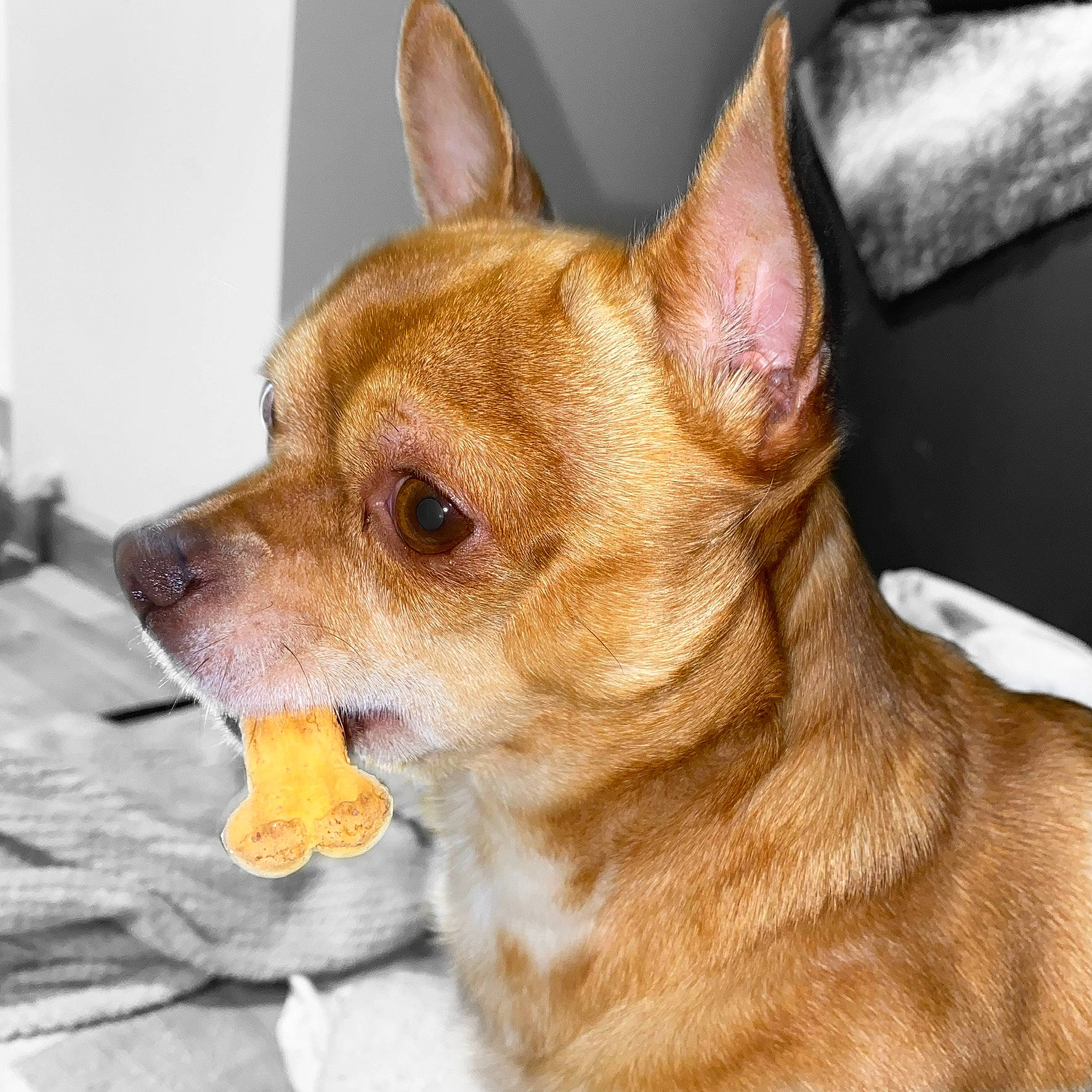 Nathan participe au concours pour gagner de l'argent avec cette photo : ancient_dog_breeds, canidae, carnivore, chihuahua, companion_dog, corgi_chihuahua, dog, dog_breed, ear, eye, fawn, mammal, puppy, puppy_love, rare_breed_dog, russkiy_toy, snout, toy_dog, vertebrate, whiskers