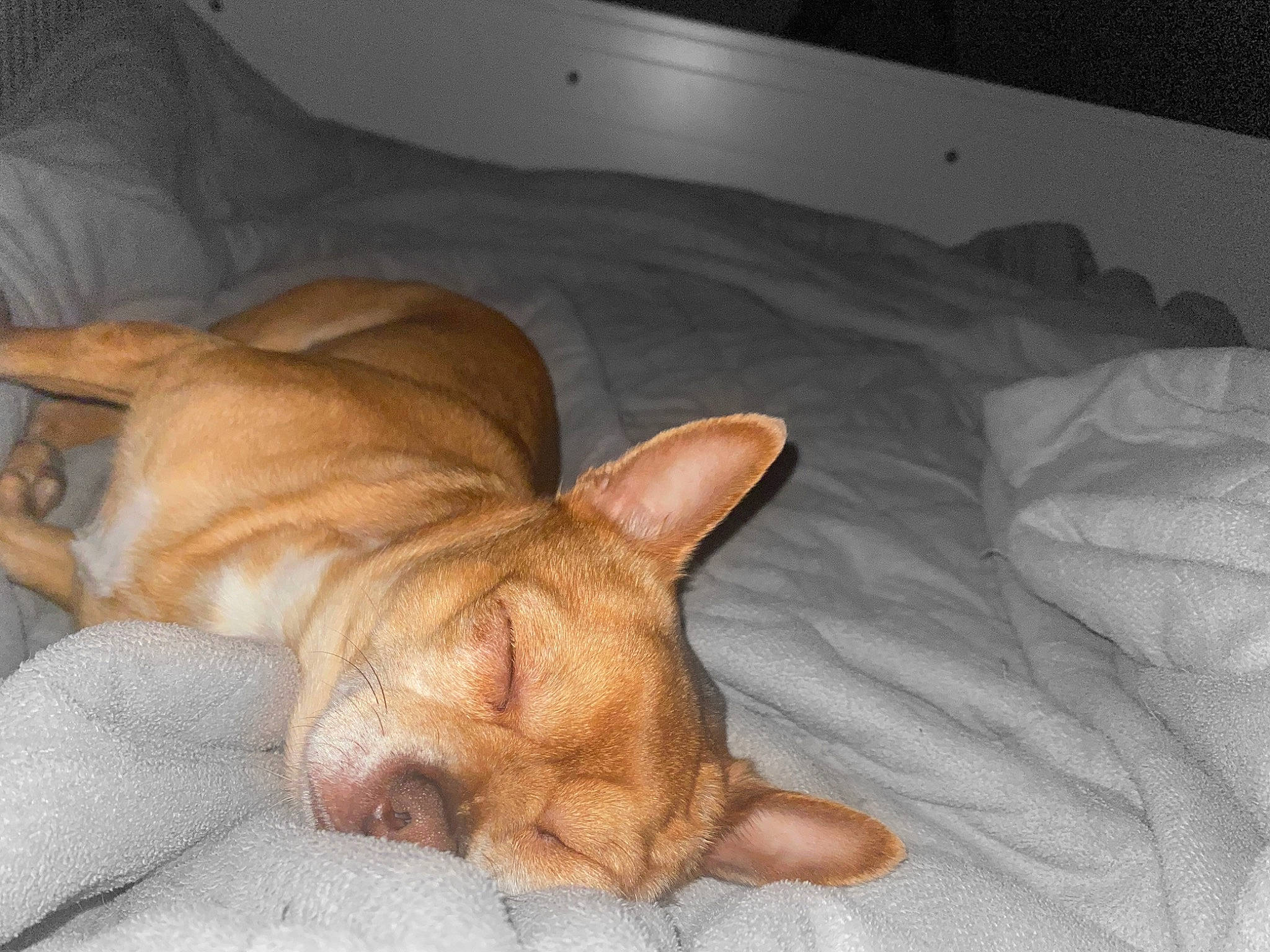 Nathan a rejoint le concours — aidez-le/la à gagner de superbes lots ! canidae, carnivore, cat, chihuahua, companion_dog, dog, dog_breed, ear, fawn, felidae, french_bulldog, mammal, nap, nose, puppy, sleep, small_to_medium_sized_cats, snout, vertebrate, whiskers