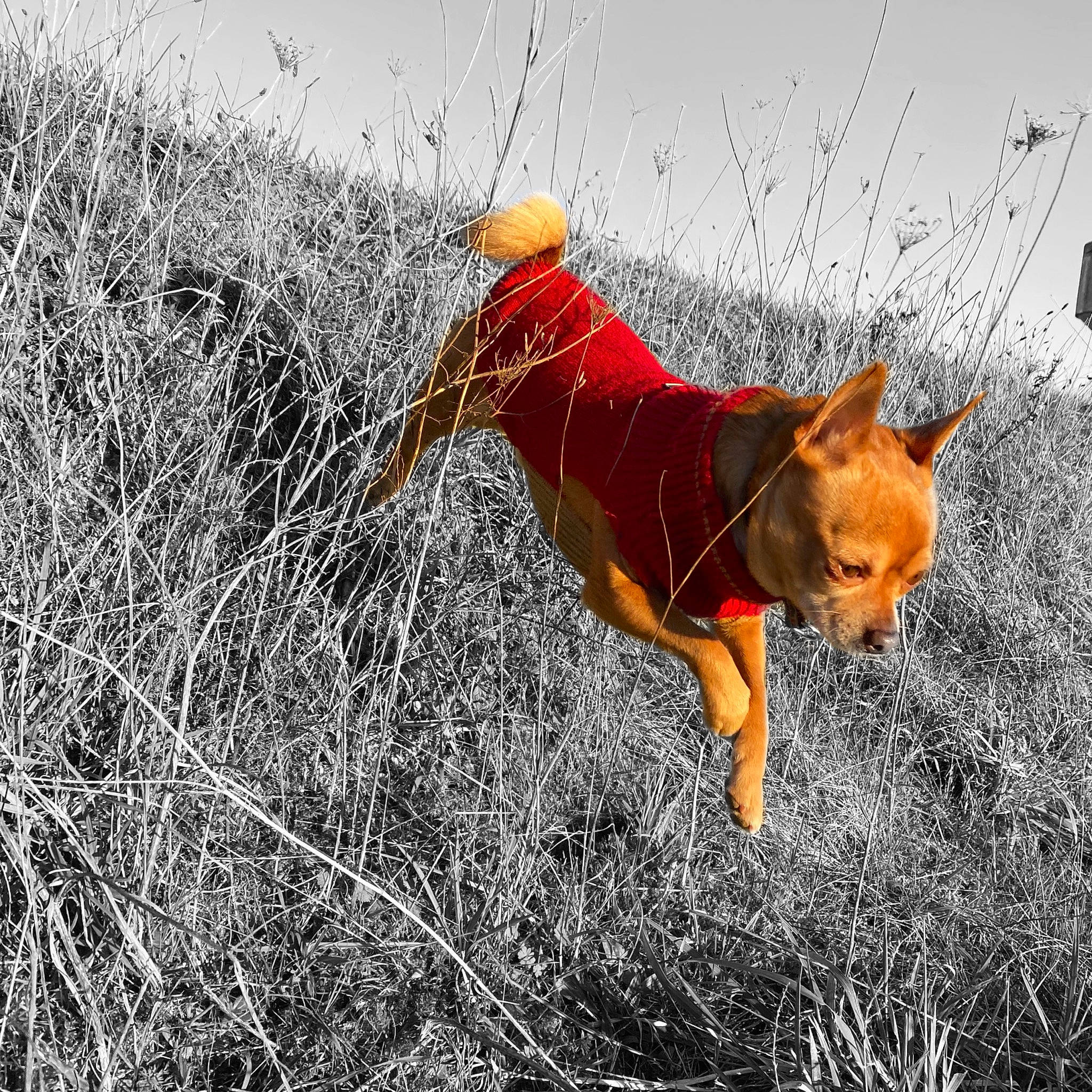 Nathan participe au concours pour gagner de l'argent avec cette photo : canidae, carnivore, dog, dog_breed, fawn, grass, hound, hunting_dog, mammal, plant, sporting_group, tail