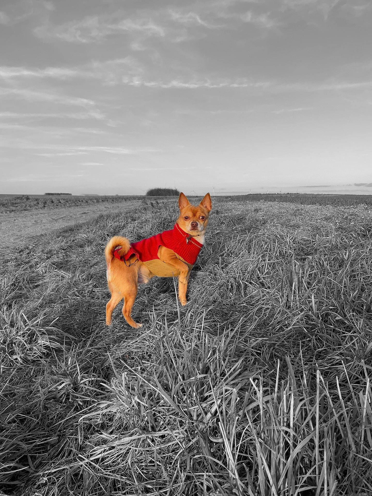 Nathan participe au concours pour gagner de l'argent avec cette photo : basenji, canidae, carnivore, carolina_dog, dog, dog_breed, fawn, finnish_spitz, grass_family, hound, hunting_dog, mammal, norwegian_lundehund, portuguese_podengo, shiba_inu, tail, vertebrate