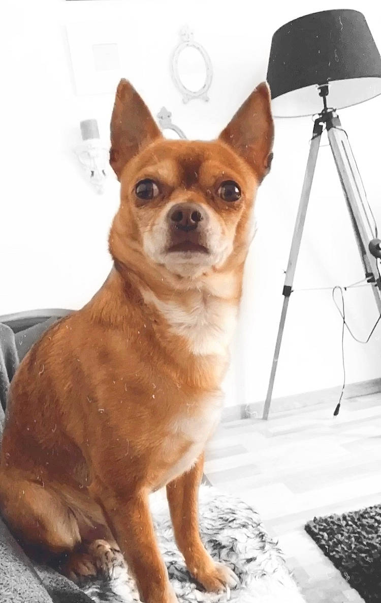 Nathan participe au concours pour gagner de l'argent avec cette photo : ancient_dog_breeds, canidae, carnivore, chihuahua, companion_dog, dog, dog_breed, fashion_accessory, fawn, mammal, puppy, rare_breed_dog, snout, toy_dog, vertebrate, whiskers