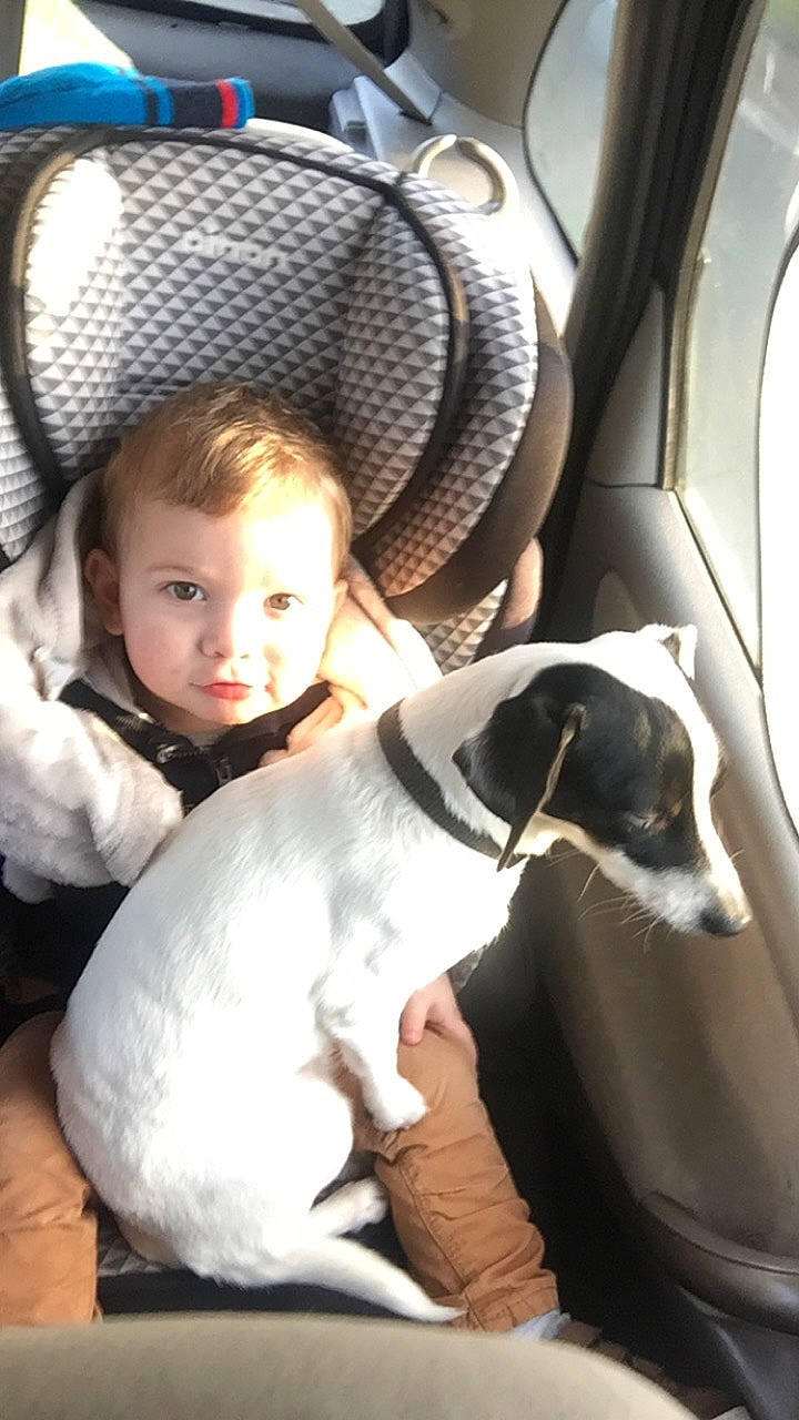 Brayan participe au concours pour gagner de l'argent avec cette photo : auto_part, canidae, car_seat, car_seat_cover, carnivore, chair, child, comfort, companion_dog, dog, dog_breed, fawn, formal_wear, fur, person, sitting, snout, sporting_group, toddler, vehicle_door