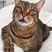 Mimosa is registered to the contest to win money with this photo: animal, bed, cat, close_up, curious, cute, domestic_animal, feline, fur, indoor, mammal, paw, pet, portrait, relaxed, striped, tabby_cat, whiskers, white_bedspread, yellow_eyes