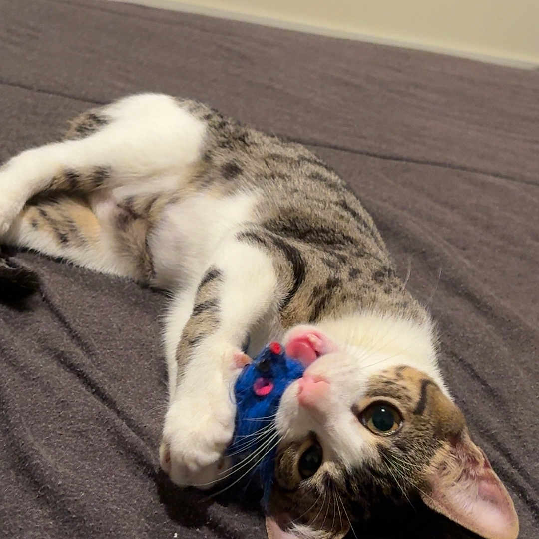 Belldasha is registered to the contest to win money with this photo: animal, blanket, blue_toy, cat, claws, curious, cute, ears, face, fur, gray_blanket, indoor, lying_down, pet, pink_ears, playful, tabby, toy_mouse, whiskers, white_fur