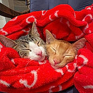 Belldasha joined the competition — help win amazing prizes! cat, sleeping, blanket, red, cozy, feline, pet, cute, resting, fur, indoor, closeup, comfort, chair, domestic_animal, snuggle, relaxation, animal, friendship, warm