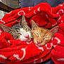 cat, sleeping, blanket, red, cozy, feline, pet, cute, resting, fur, indoor, closeup, comfort, chair, domestic_animal, snuggle, relaxation, animal, friendship, warm