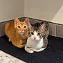 cat, kitten, orange_cat, tabby_cat, pets, indoor, floor_mat, corner, looking_at_camera, curious, feline, domestic_cat, cute, animal, fur, whiskers, eyes, sitting, companions, home