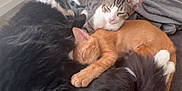 Belldasha is registered to the contest to win money with this photo: cat, sleeping, bed, blanket, pillow, tabby_cat, ginger_cat, black_cat, fur, cozy, indoor, resting, pets, animal, cute, snuggling, relaxing, domestic, feline, peaceful