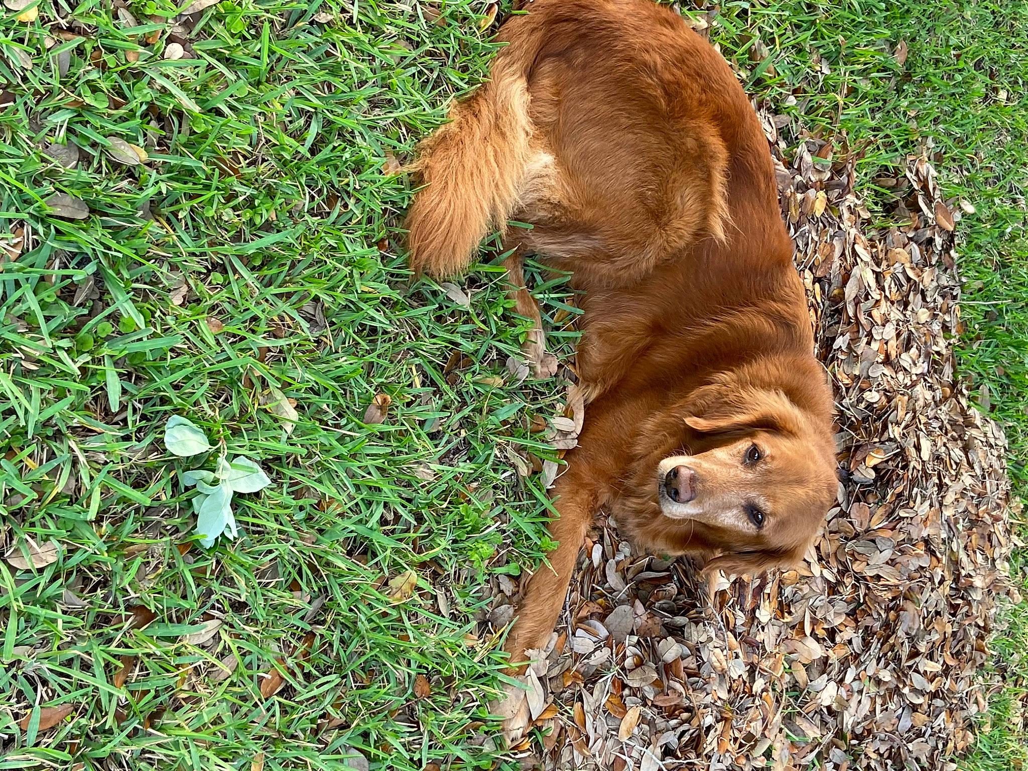 Mac joined the competition — help win amazing prizes! canidae, carnivore, companion_dog, dog, dog_breed, fawn, fur, grass, groundcover, gun_dog, liver, plant, puppy, retriever, snout, soil, street_dog, tail, terrestrial_animal, working_animal