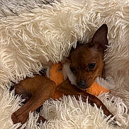 Athéna participe au concours pour gagner de l'argent avec cette photo : dog, small_dog, brown_dog, blanket, fluffy, plush_toy, cozy, sleepy, indoor, pet, fur, snuggling, cute, resting, comfort, animal, warm, relaxed, toy, fur_texture