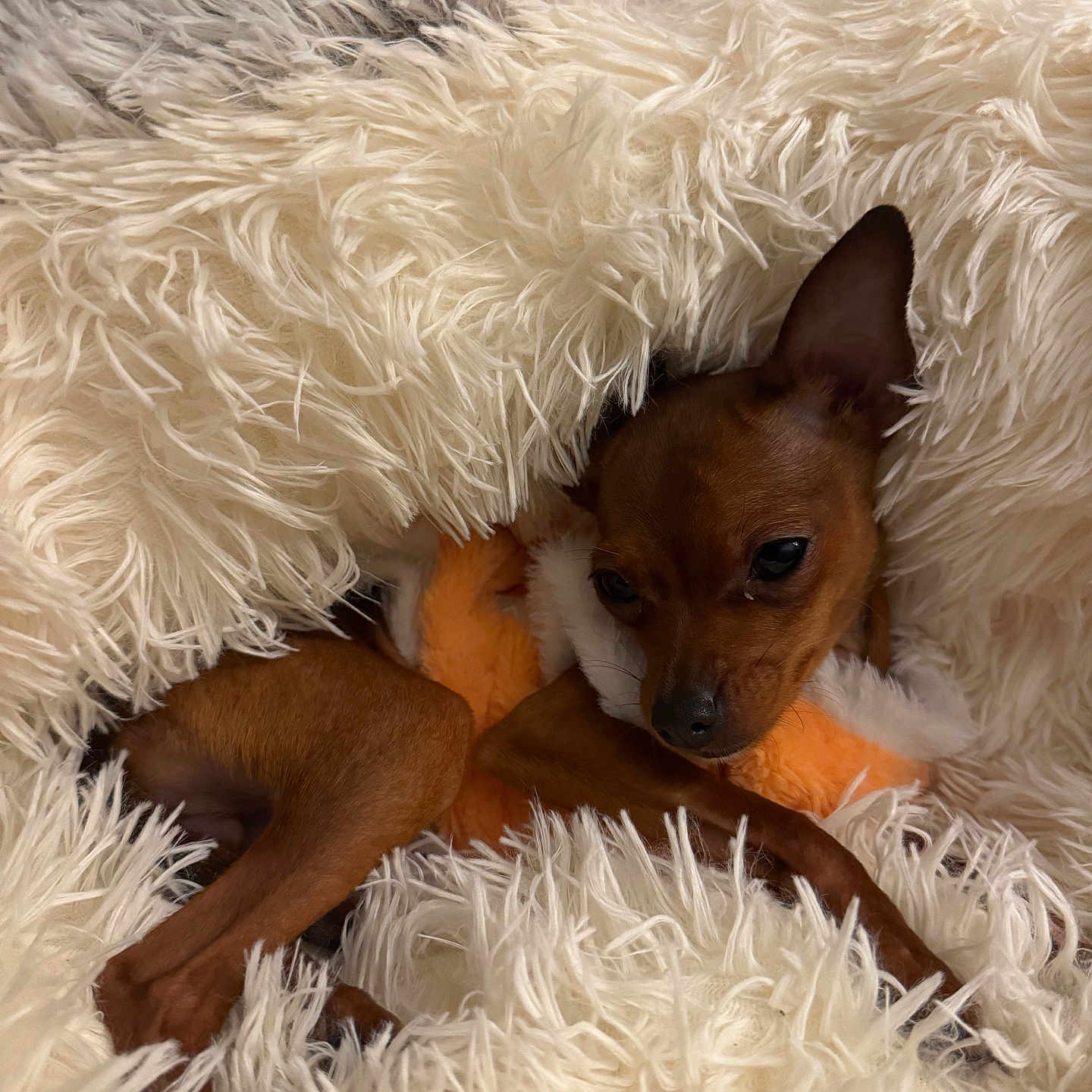 Athéna participe au concours pour gagner de l'argent avec cette photo : animal, blanket, brown_dog, comfort, cozy, cute, dog, fluffy, fur, fur_texture, indoor, pet, plush_toy, relaxed, resting, sleepy, small_dog, snuggling, toy, warm