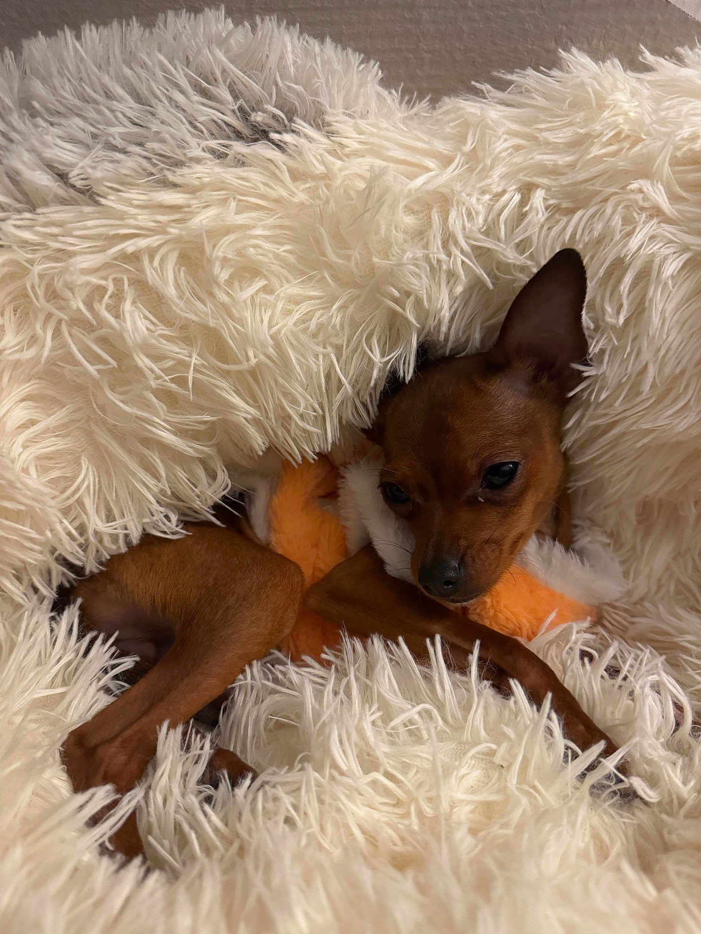 Athéna participe au concours pour gagner de l'argent avec cette photo : dog, small_dog, brown_dog, blanket, fluffy, plush_toy, cozy, sleepy, indoor, pet, fur, snuggling, cute, resting, comfort, animal, warm, relaxed, toy, fur_texture