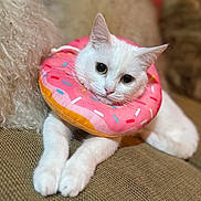 Mango is registered to the contest to win money with this photo: cat, white_cat, donut_collar, pet_accessory, cute, indoor, couch, furniture, closeup, animal, relaxed, soft_lighting, curious_eyes, domestic_cat, pink, sprinkles, texture, cozy, fur, portrait