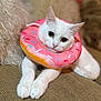 cat, white_cat, donut_collar, pet_accessory, cute, indoor, couch, furniture, closeup, animal, relaxed, soft_lighting, curious_eyes, domestic_cat, pink, sprinkles, texture, cozy, fur, portrait
