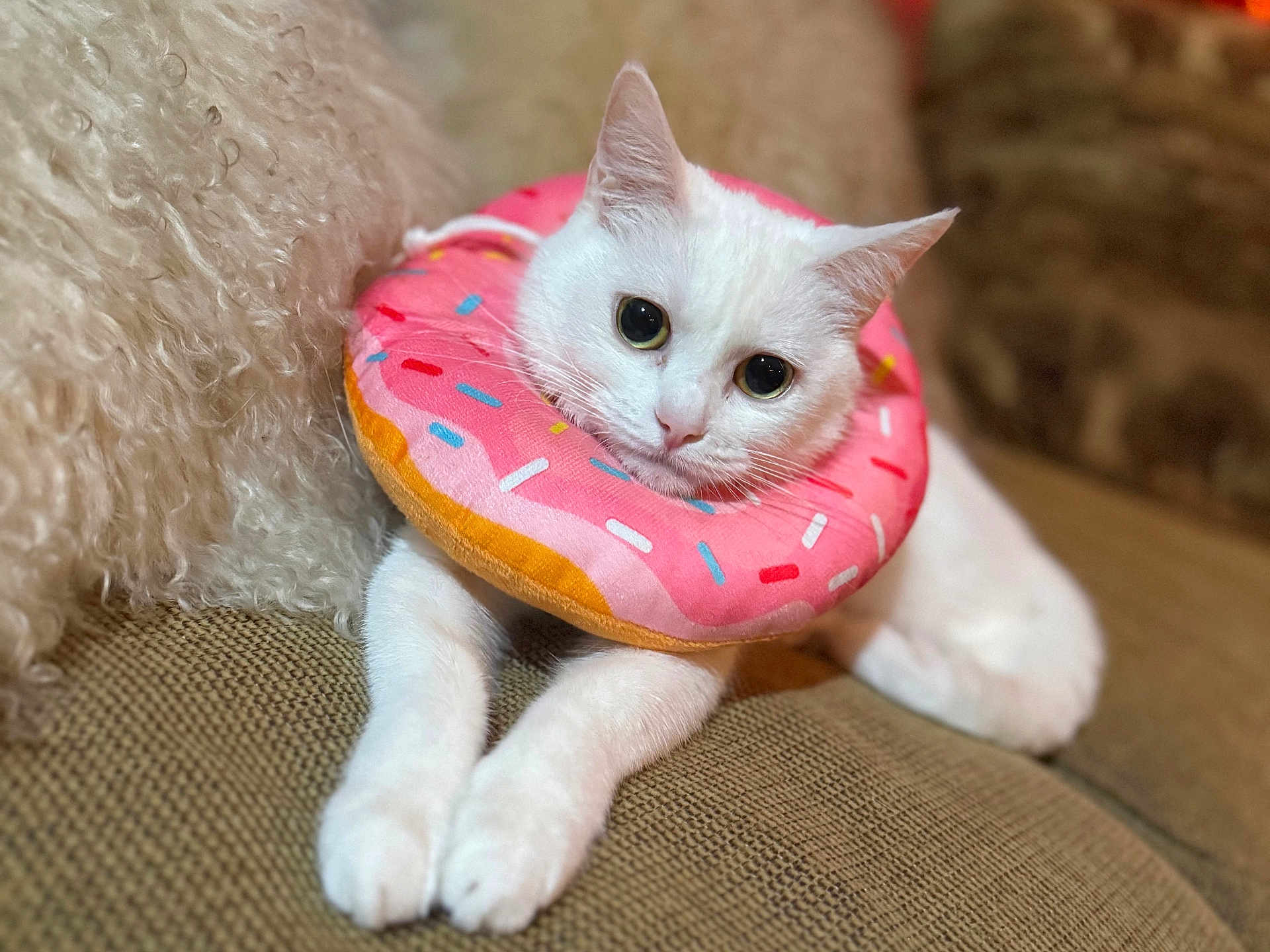 Mango is registered to the contest to win money with this photo: cat, white_cat, donut_collar, pet_accessory, cute, indoor, couch, furniture, closeup, animal, relaxed, soft_lighting, curious_eyes, domestic_cat, pink, sprinkles, texture, cozy, fur, portrait