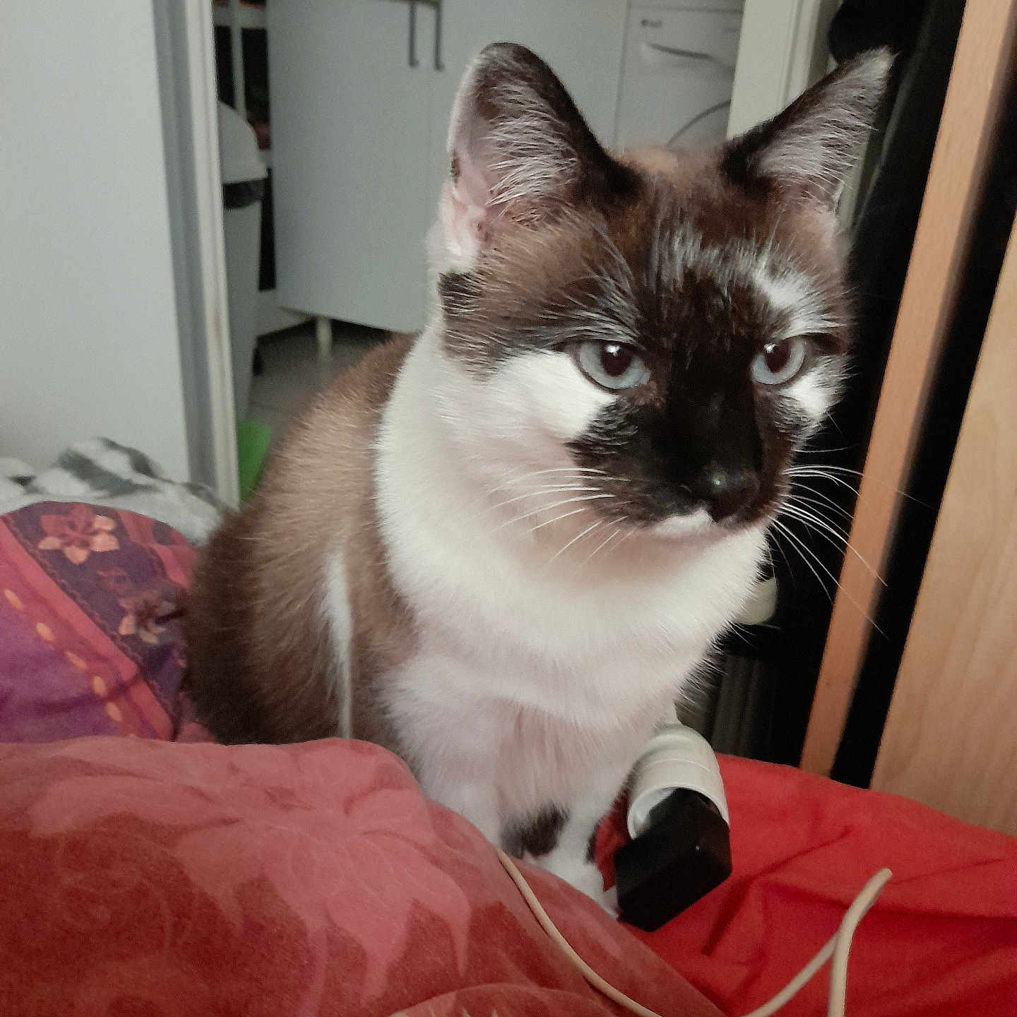 Pomponette