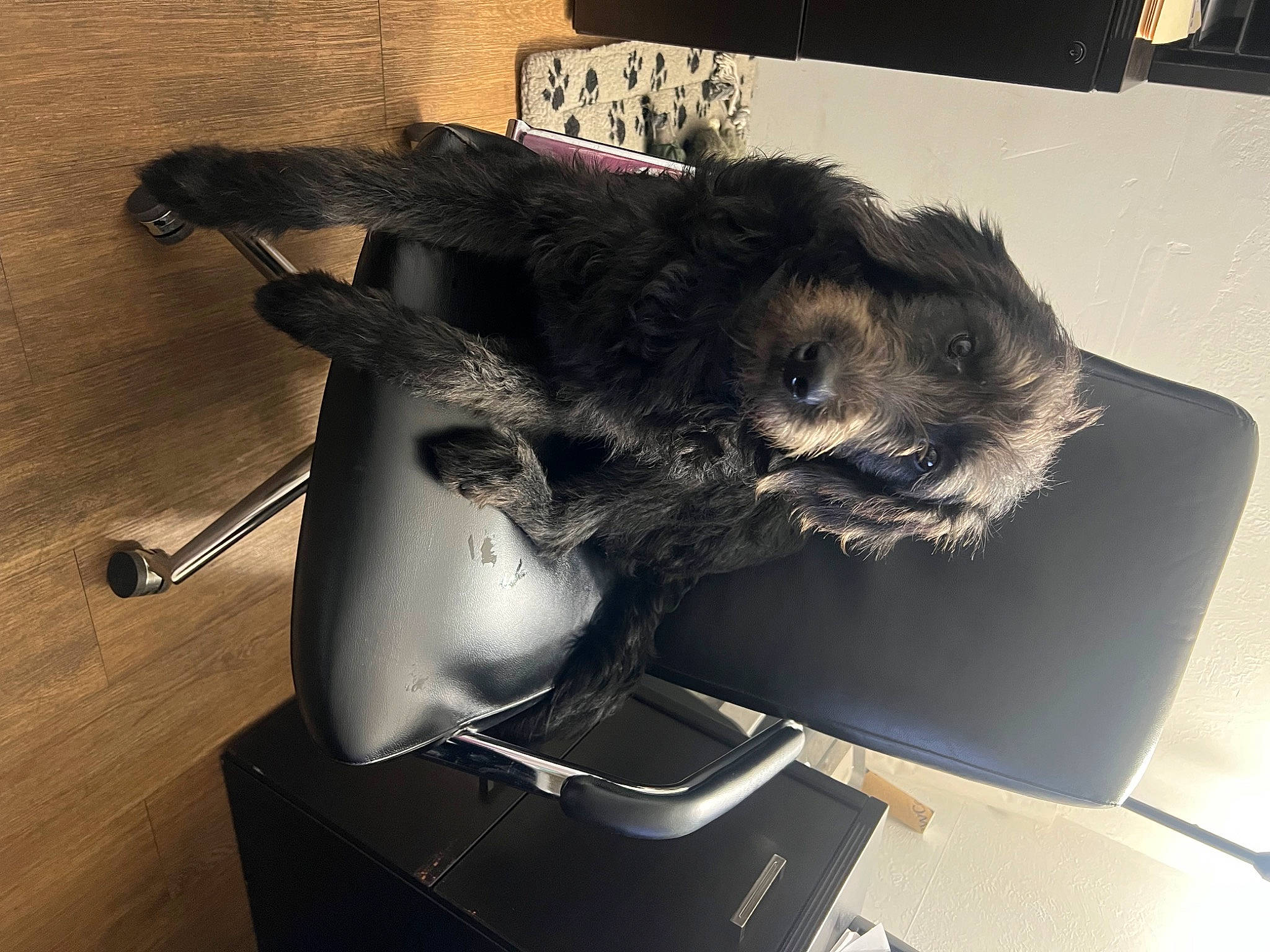 Aiko is registered to the contest to win money with this photo: auto_part, automotive_design, automotive_exterior, canidae, carnivore, chair, claw, comfort, companion_dog, computer_keyboard, dog_breed, feather, felidae, fur, room, small_to_medium_sized_cats, sporting_group, tail, whiskers, wing