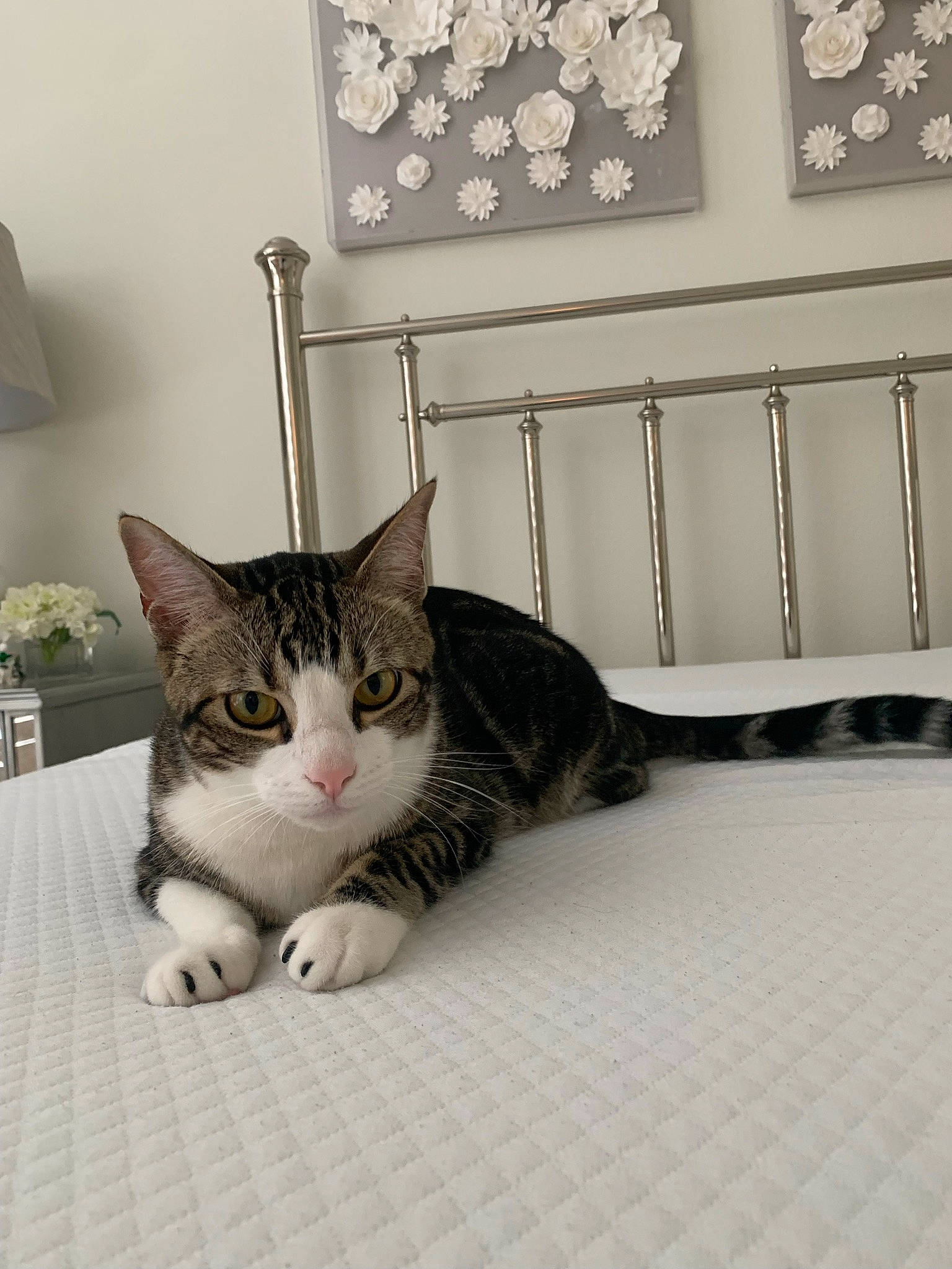 Finn is registered to the contest to win money with this photo: carnivore, cat, cat_supply, comfort, domestic_short_haired_cat, felidae, flooring, fur, houseplant, paw, pet_supply, rectangle, room, sitting, small_to_medium_sized_cats, tail, terrestrial_animal, whiskers