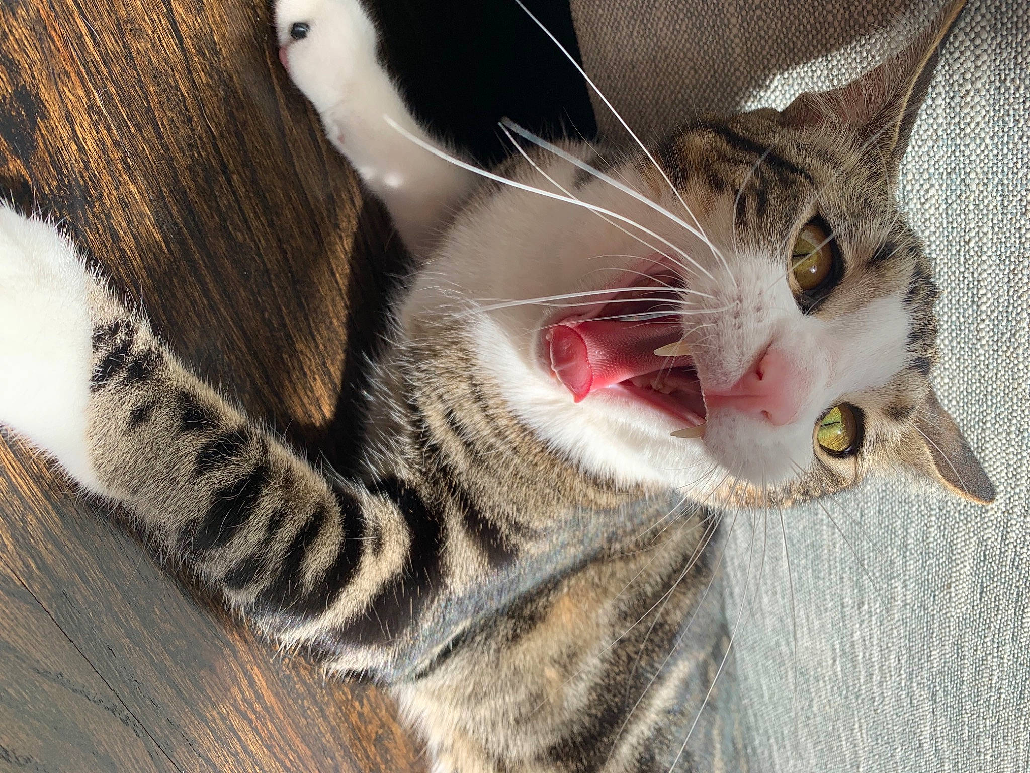 Finn joined the competition — help win amazing prizes! carnivore, cat, cat_supply, claw, close_up, collar, domestic_short_haired_cat, fang, felidae, fur, paw, small_to_medium_sized_cats, snout, tail, terrestrial_animal, whiskers, window